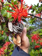 Embothrium coccineum