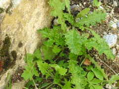 Carduus pycnocephalus