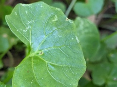 Viola banksii
