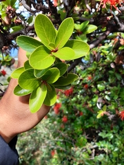 Embothrium coccineum