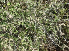 Aloysia