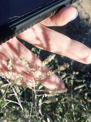 Aloysia