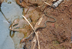 Thamnophis proximus