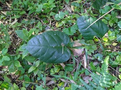 Cissus antarctica