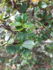 Berberis ilicifolia
