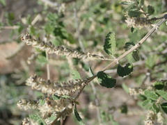 Aloysia