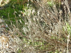 Lavandula pedunculata