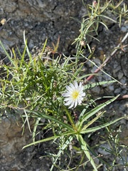 Calycoseris wrightii