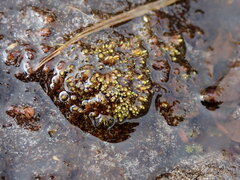 Conostomum tetragonum