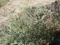 Aloysia