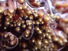 Conostomum tetragonum