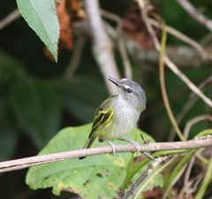 Slate-Headed Tody-Flycatcher photo 3
