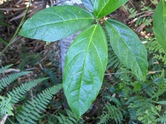 Ficus fraseri