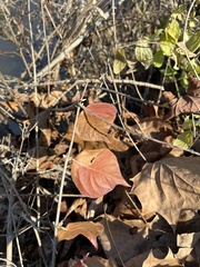 Celastrus orbiculatus