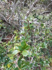 Berberis ilicifolia