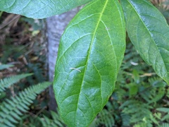 Ficus fraseri