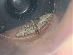 Eupithecia oxycedrata