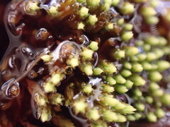 Conostomum tetragonum