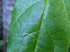 Ficus fraseri
