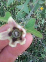 Araujia megapotamica