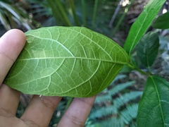 Ficus fraseri