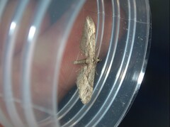 Eupithecia oxycedrata