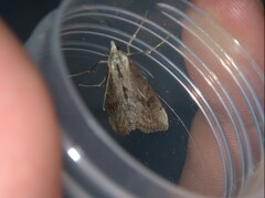 Evergestis isatidalis