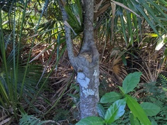 Ficus fraseri