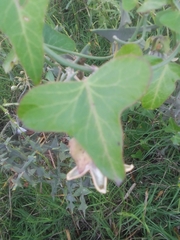 Araujia megapotamica