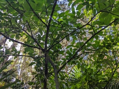 Ficus fraseri