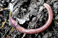 Eisenia fetida