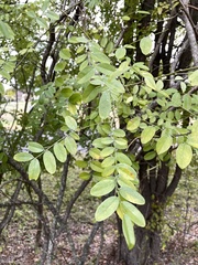 Styphnolobium affine