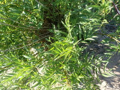 Tecoma stans angustata