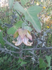 Araujia megapotamica