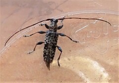 Stenellipsis gracilis