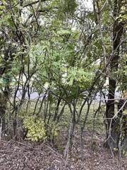 Styphnolobium affine