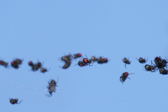 Parawixia bistriata