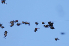 Parawixia bistriata