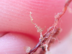 Cephaloziella