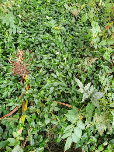 Tradescantia fluminensis observed 2022-02-17