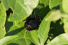 Bombus pauloensis