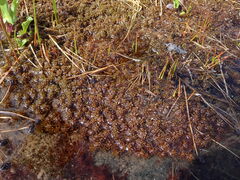 Subsecunda
