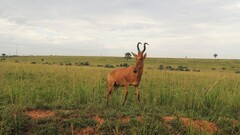 Alcelaphus buselaphus lelwel