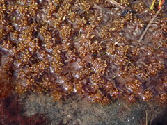 Subsecunda
