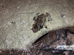 Occidozyga martensii