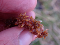 Subsecunda