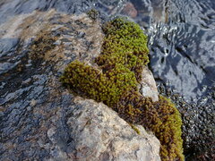 Racomitrium aciculare