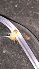 Plodia interpunctella