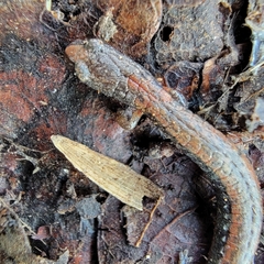 Batrachoseps gregarius