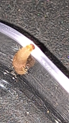 Plodia interpunctella